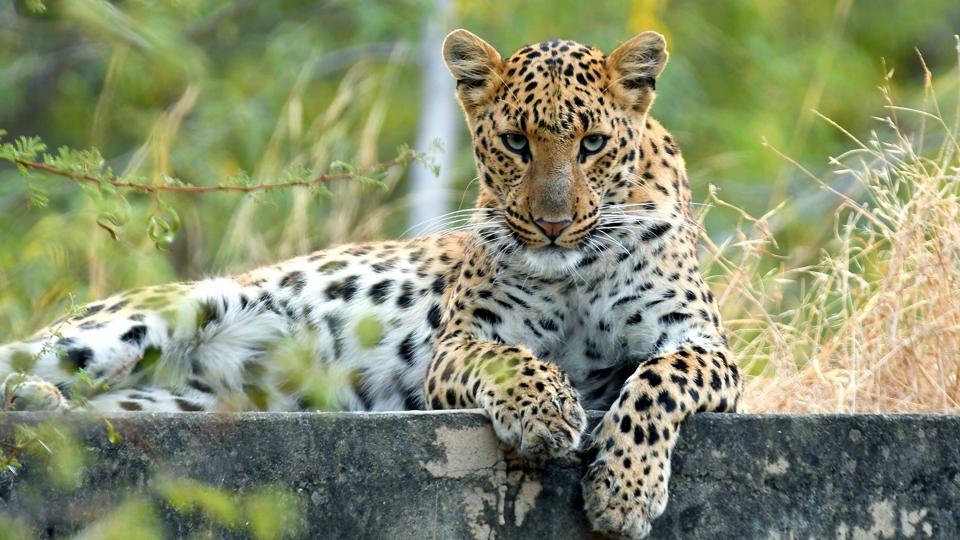 Leopard Safari With Hiking and Trekking Company in mount abu