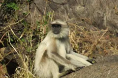 Hiking__Trekking_Company_Mount_Abu_18